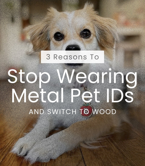 3 Reasons To Changes Your Dog's Pet ID