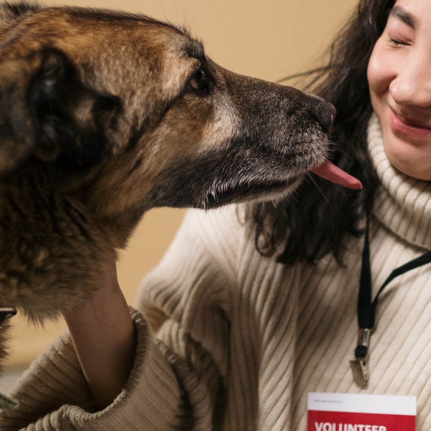 volunteer woman being kissed by a dog